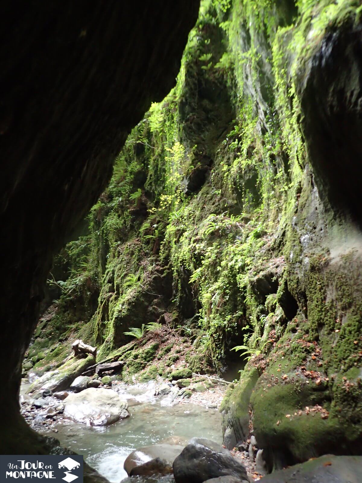 Amazing vertical jungle in the canceigt canyon (Laruns, Béarn, 64)