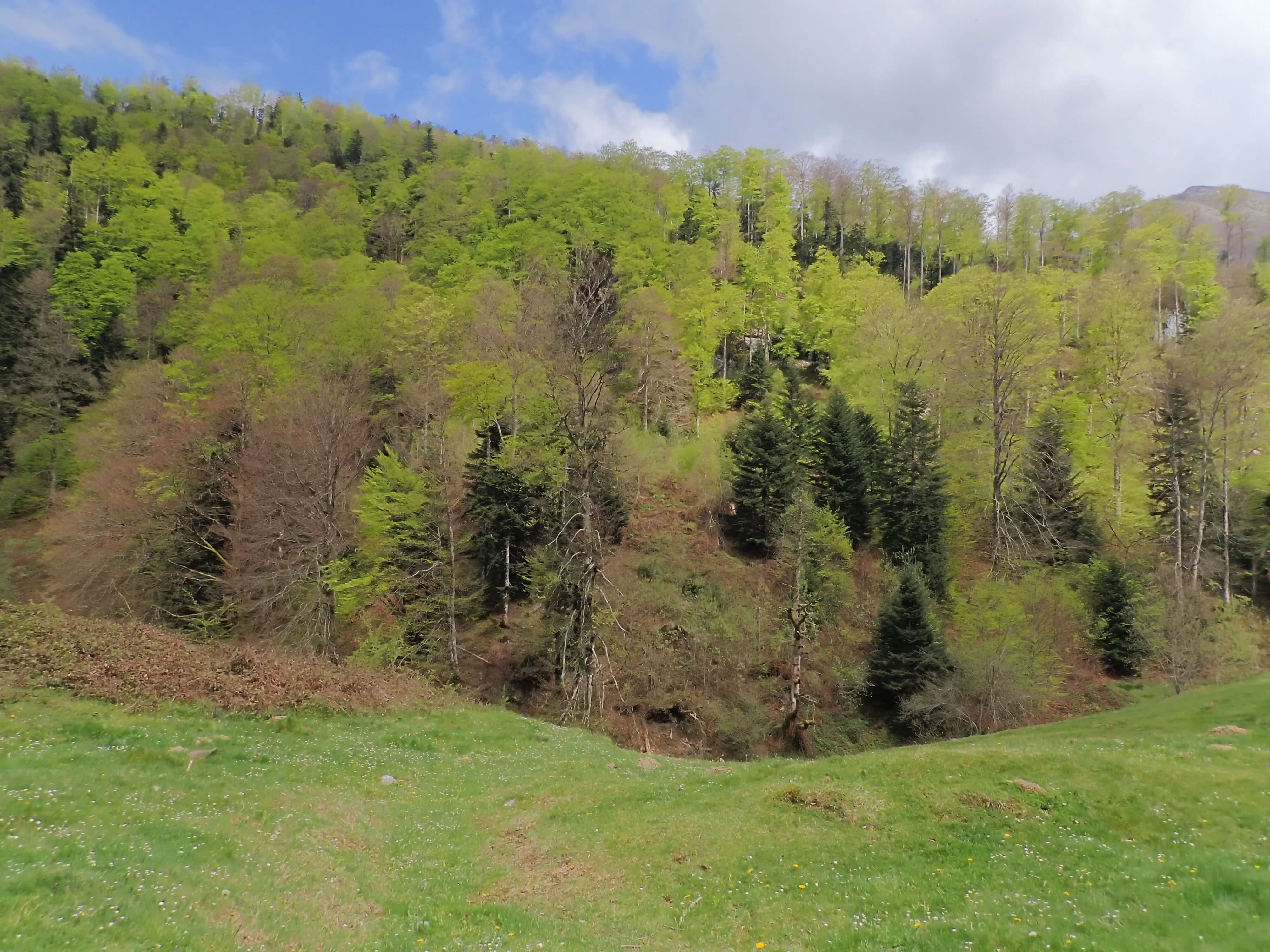 forêt depuis le port de Castet - vallée d'Ossau- Pyrénées
